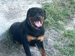 Nova